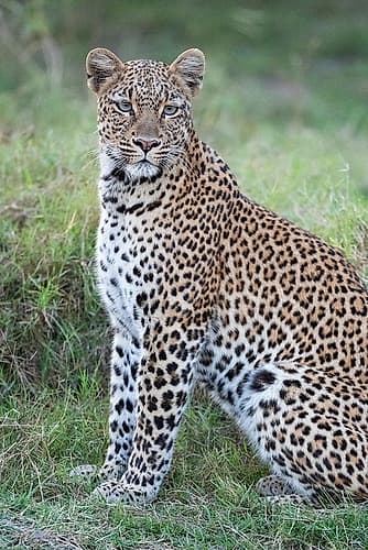 Zambia, South Luangwa National Park. Leopard. Animals Print